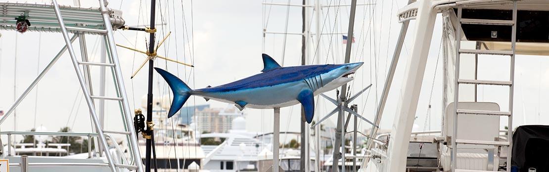 Shark on display